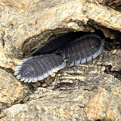 Porcellio sp. Werneri isopod shown close-up in its rocky habitat, partially emerged from a hole, highlighting its distinct body and natural environment.