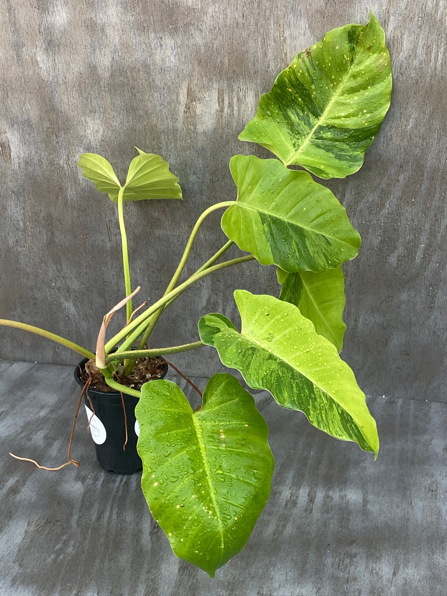 Philodendron Variegated Snow Drift