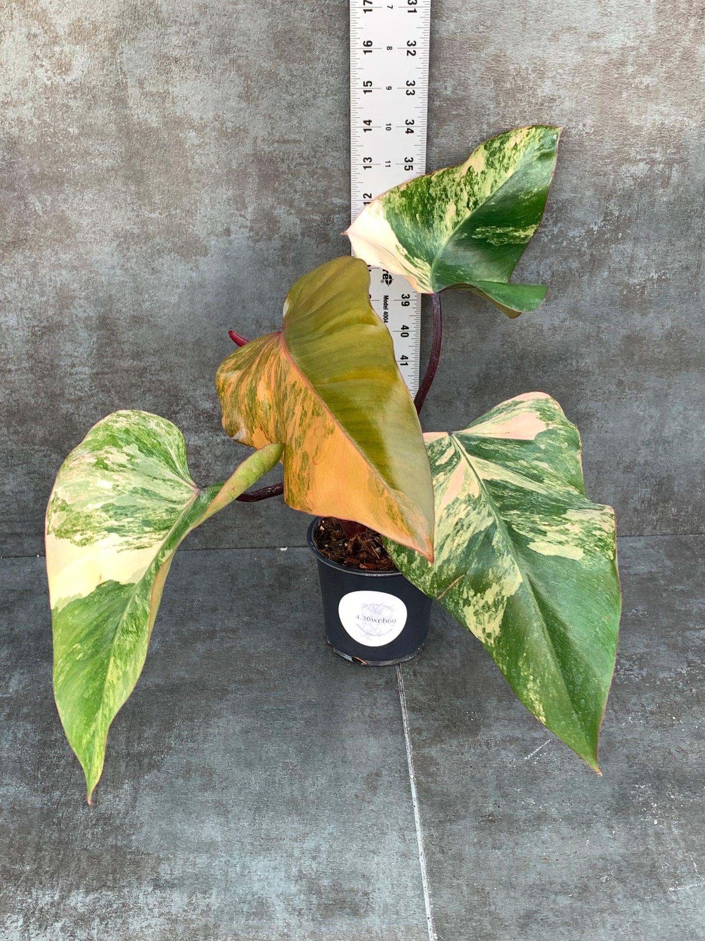 Philodendron Strawberry Shake - Tangerine Color!