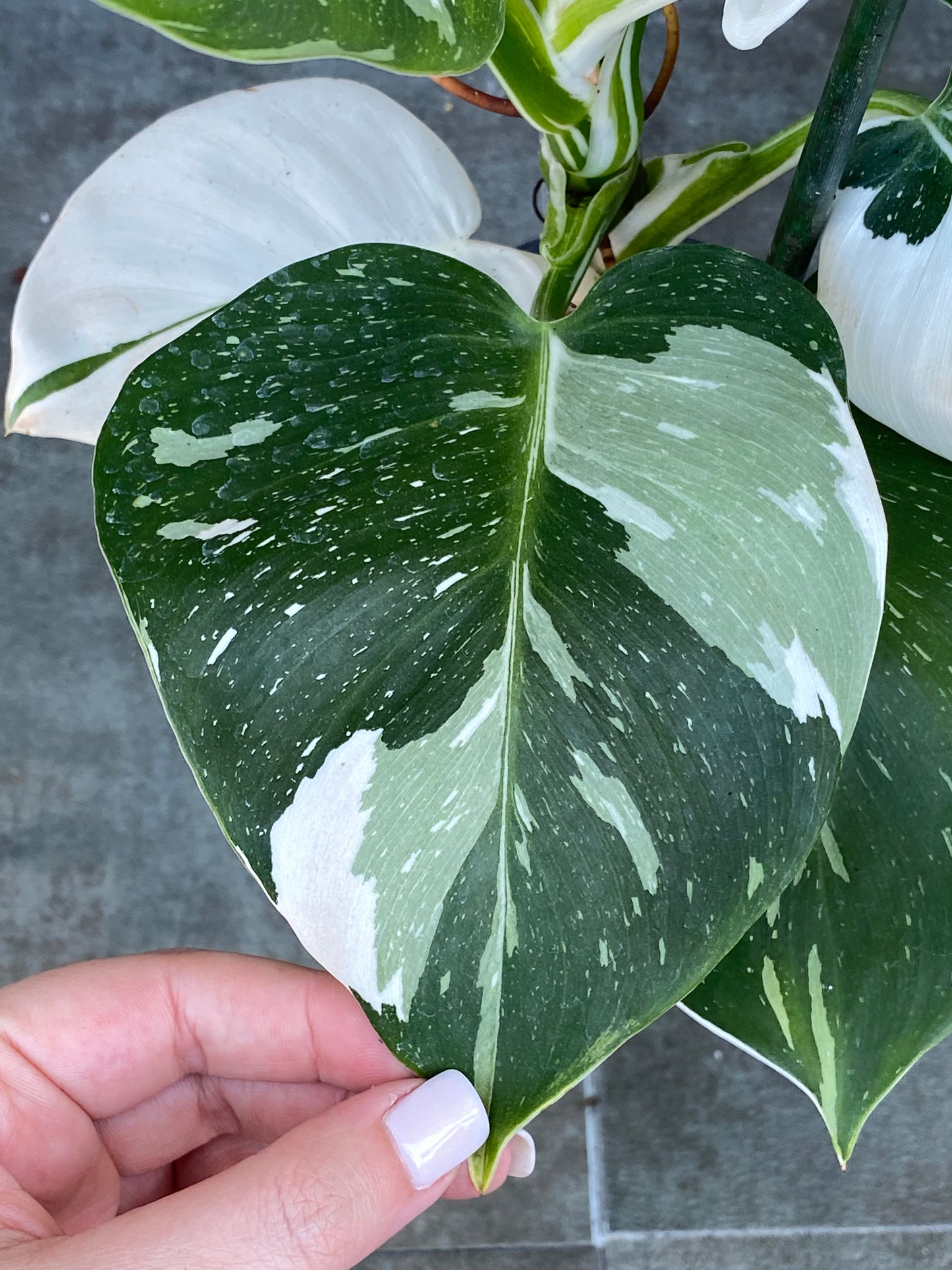 Philodendron White Wizard - BEAUTIFUL High Color