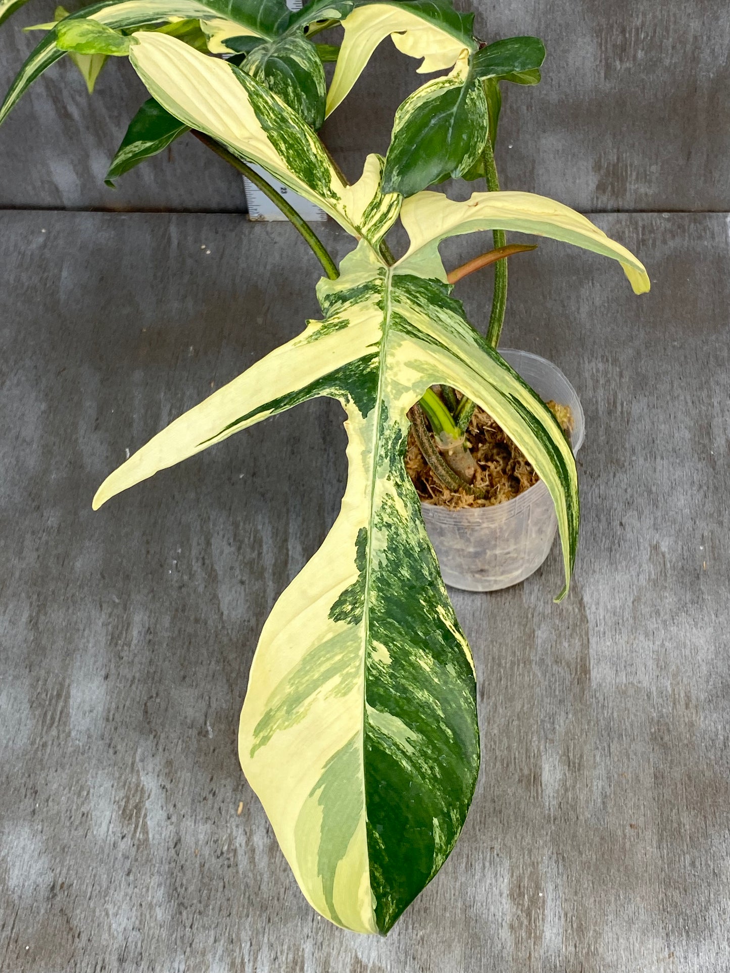 Philodendron Florida Beauty - Medium Size, High Beautiful Color!