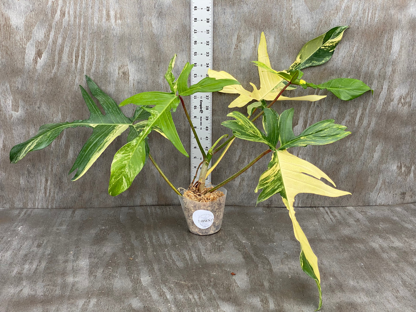 Philodendron Florida Beauty - Beautiful Color! Mature Leaves
