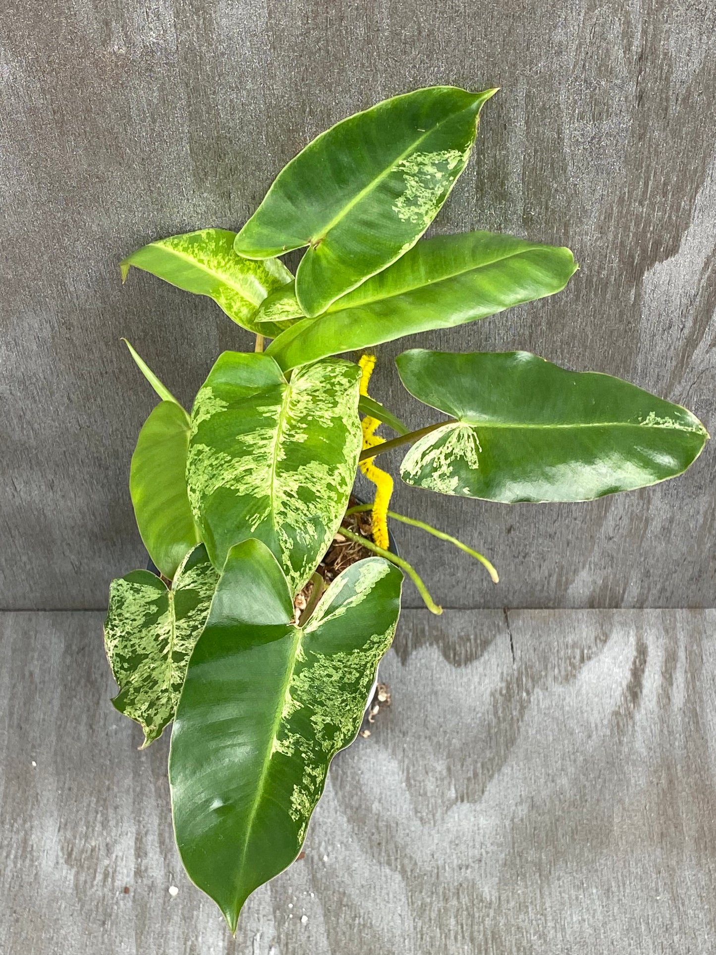 Philodendron Mint Burle Marx