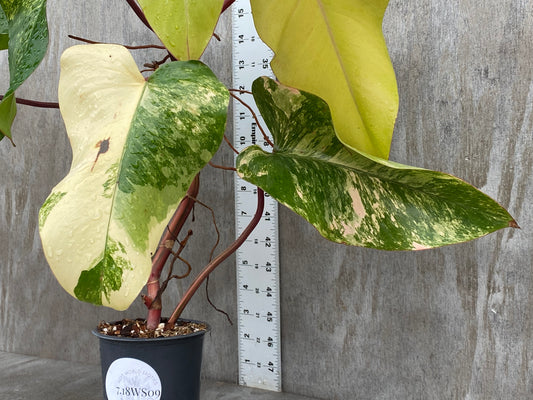 Philodendron Strawberry Shake (XL mid color)