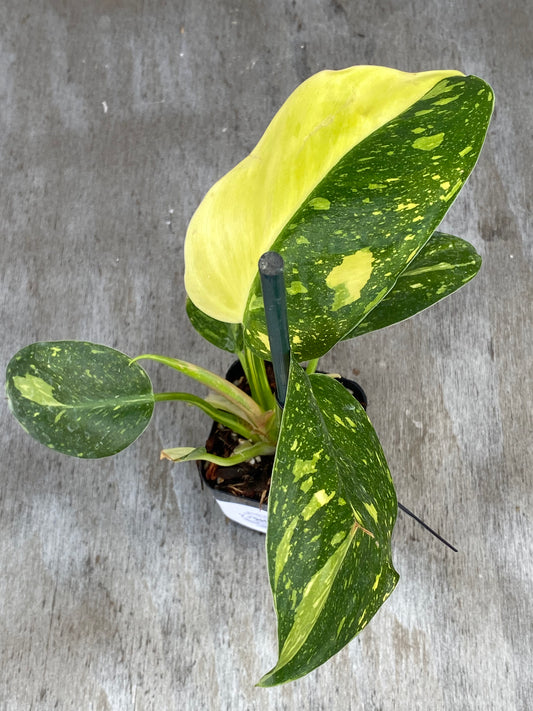 Philodendron Congo Nuclear