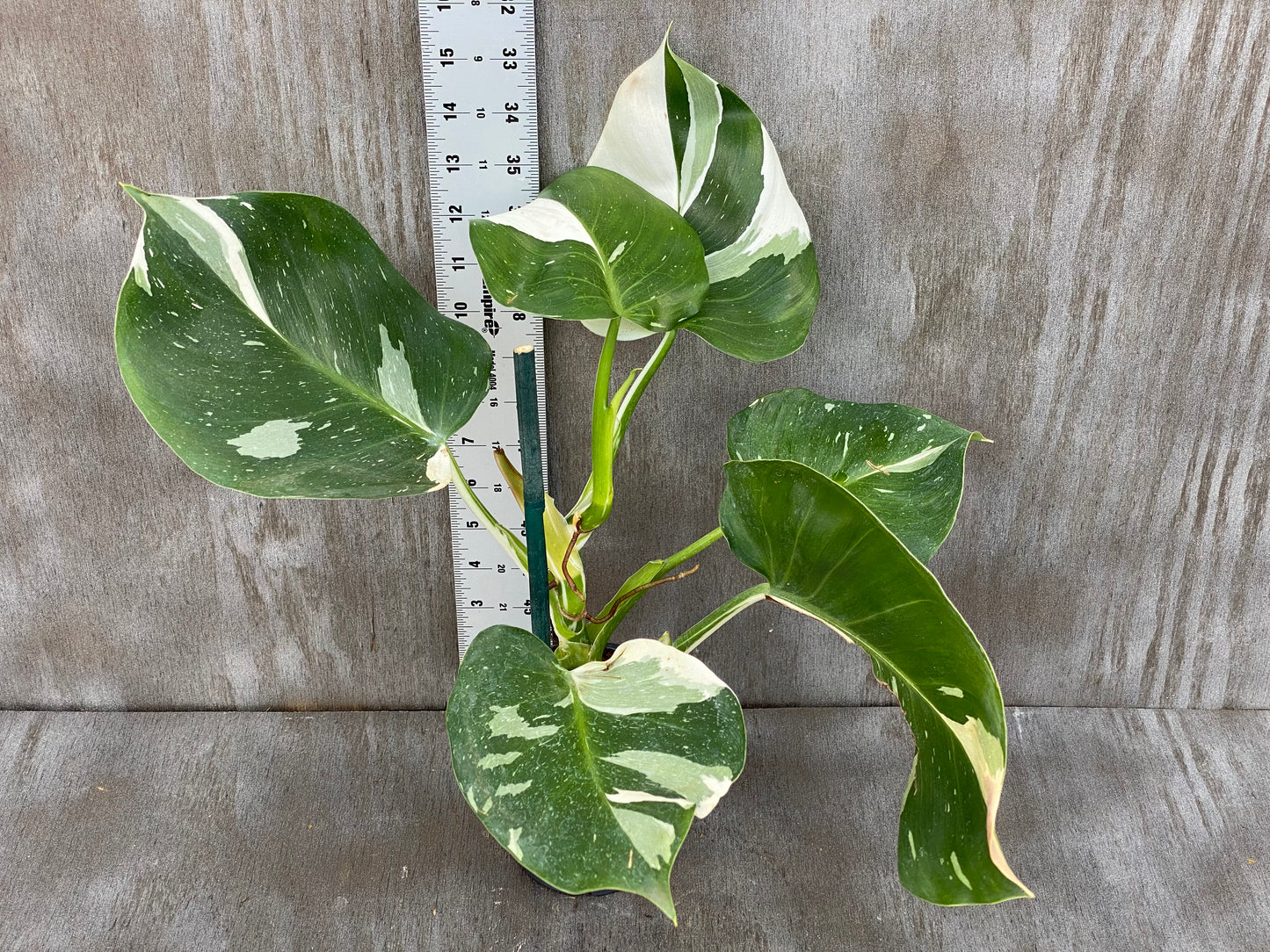 Philodendron White Wizard 🧙‍♂️ High Chunky Color!!