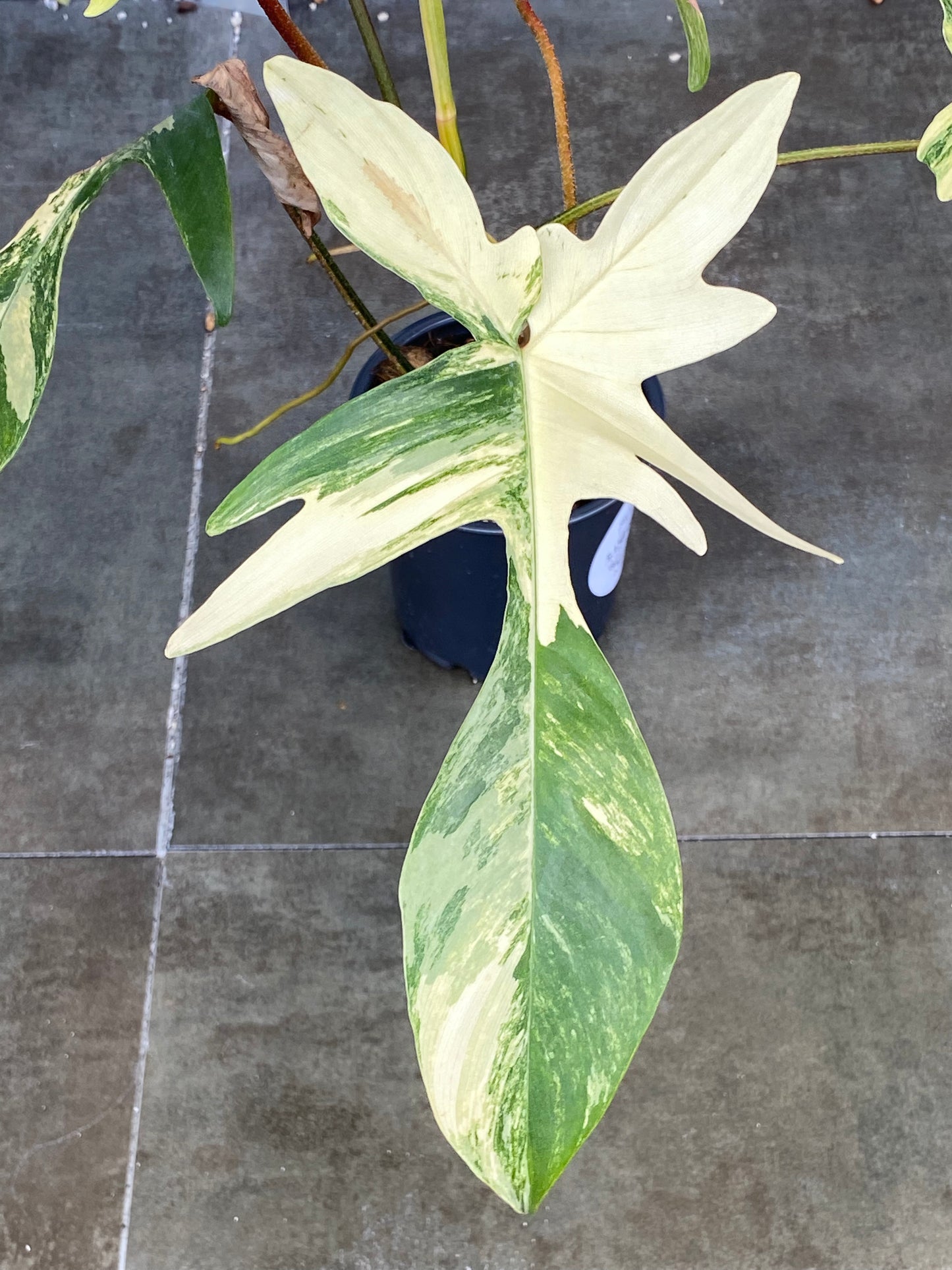 Philodendron Florida Beauty