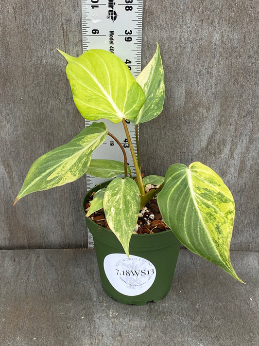 Philodendron Gloriosum Type 2 Variegated (starting to pup, this one’s turns cream colored)