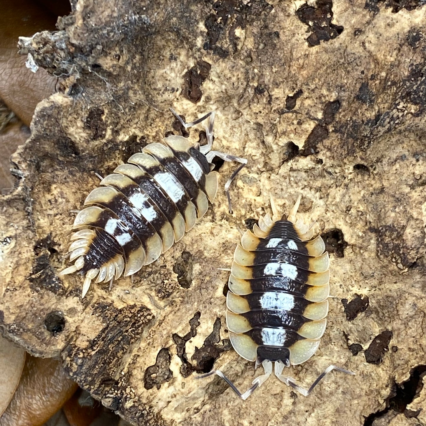 Two Porcillio Expansus “orange” isopods on a piece of wood, showcasing their detailed, segmented bodies and antennae.