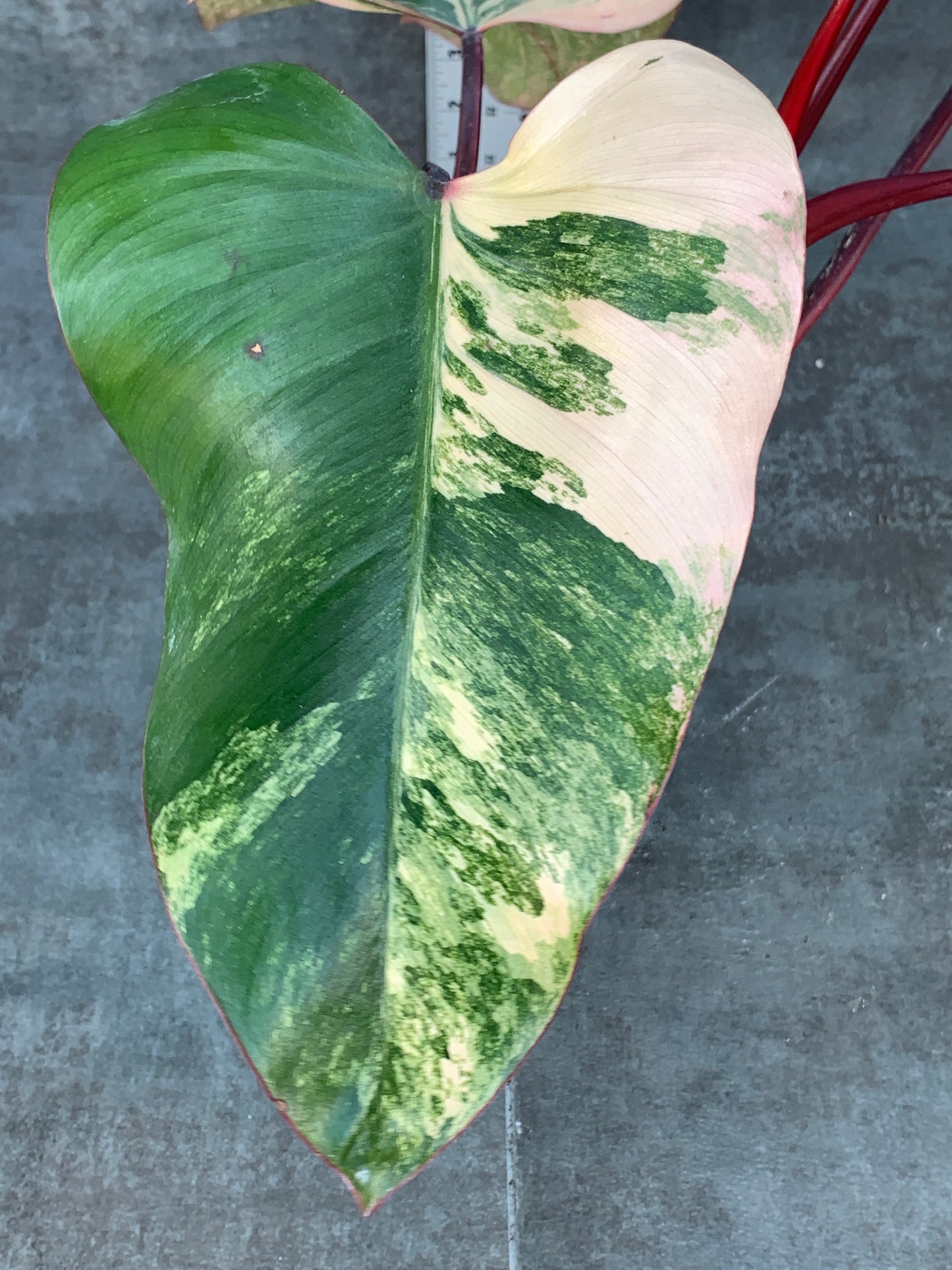 Philodendron Strawberry Shake - Tangerine Color!