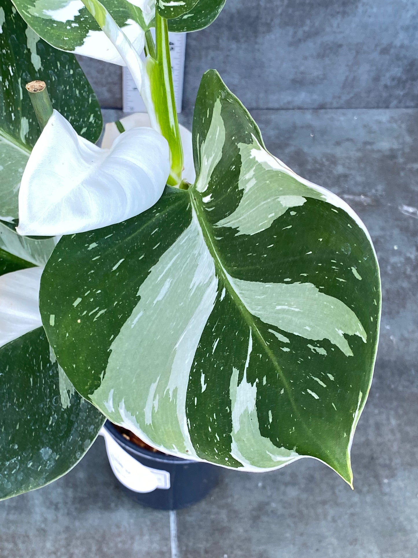 Philodendron White Wizard - BEAUTIFUL High Color