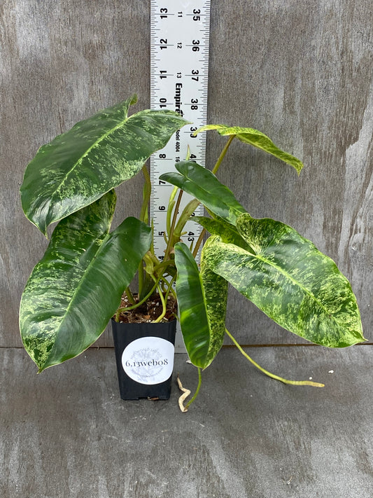 Philodendron Burle Marx Mint (mother plant)