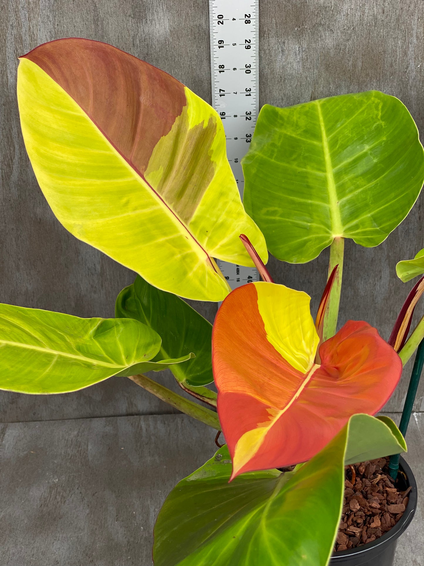 Philodendron Yellow Flame (mother plant huge!) Flame