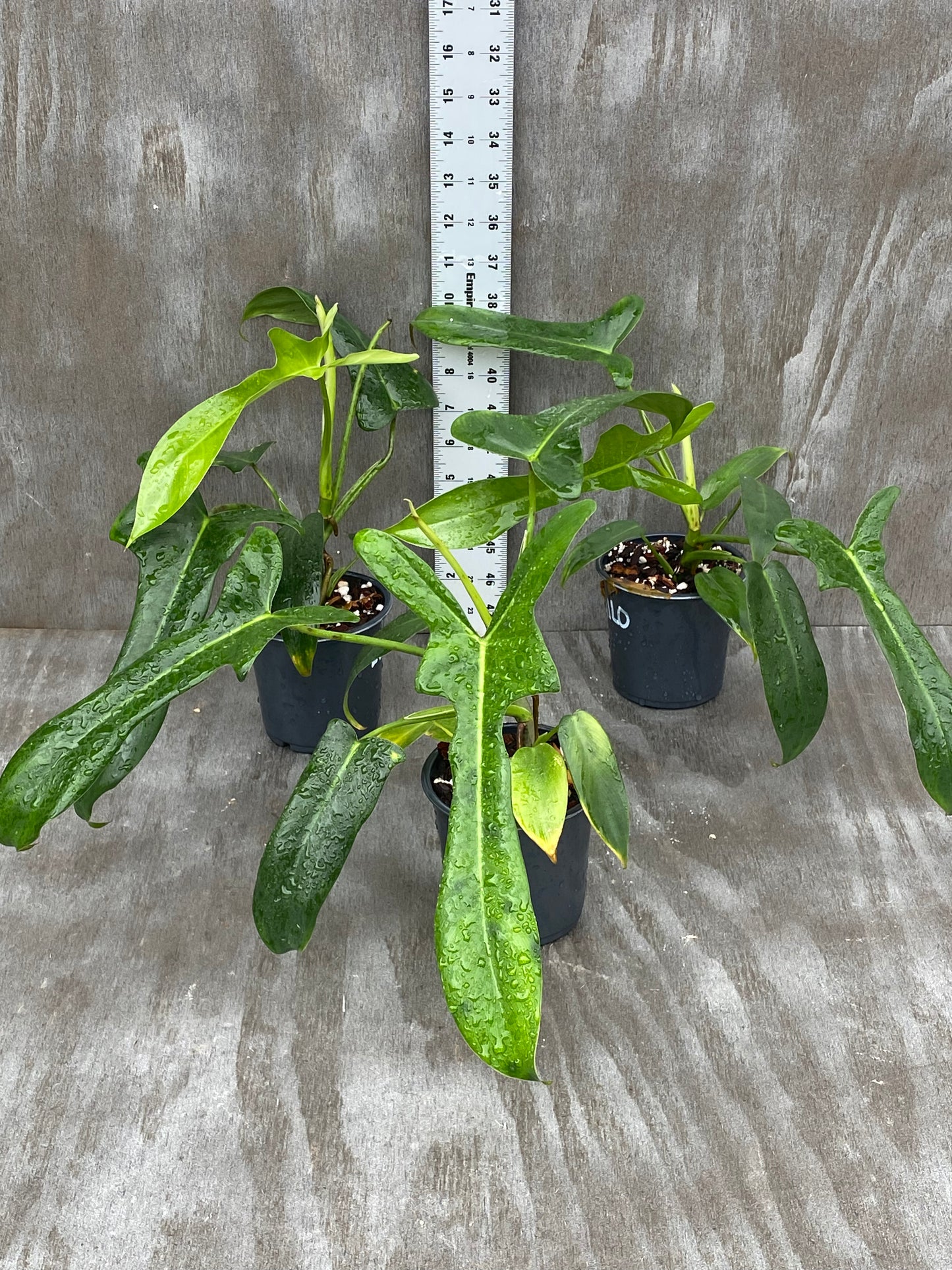 Grower’s Choice Philodendron Longilobatum