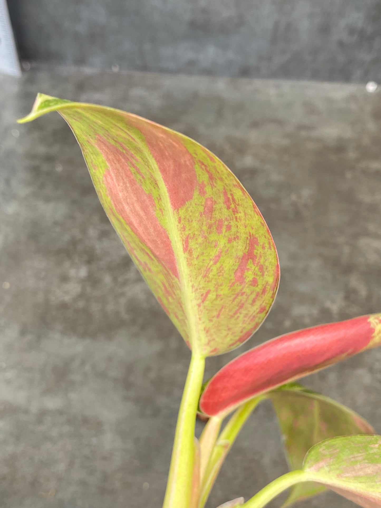 Philodendron Congo Nuclear - Stunning Neon Coral/Pink Undersides!