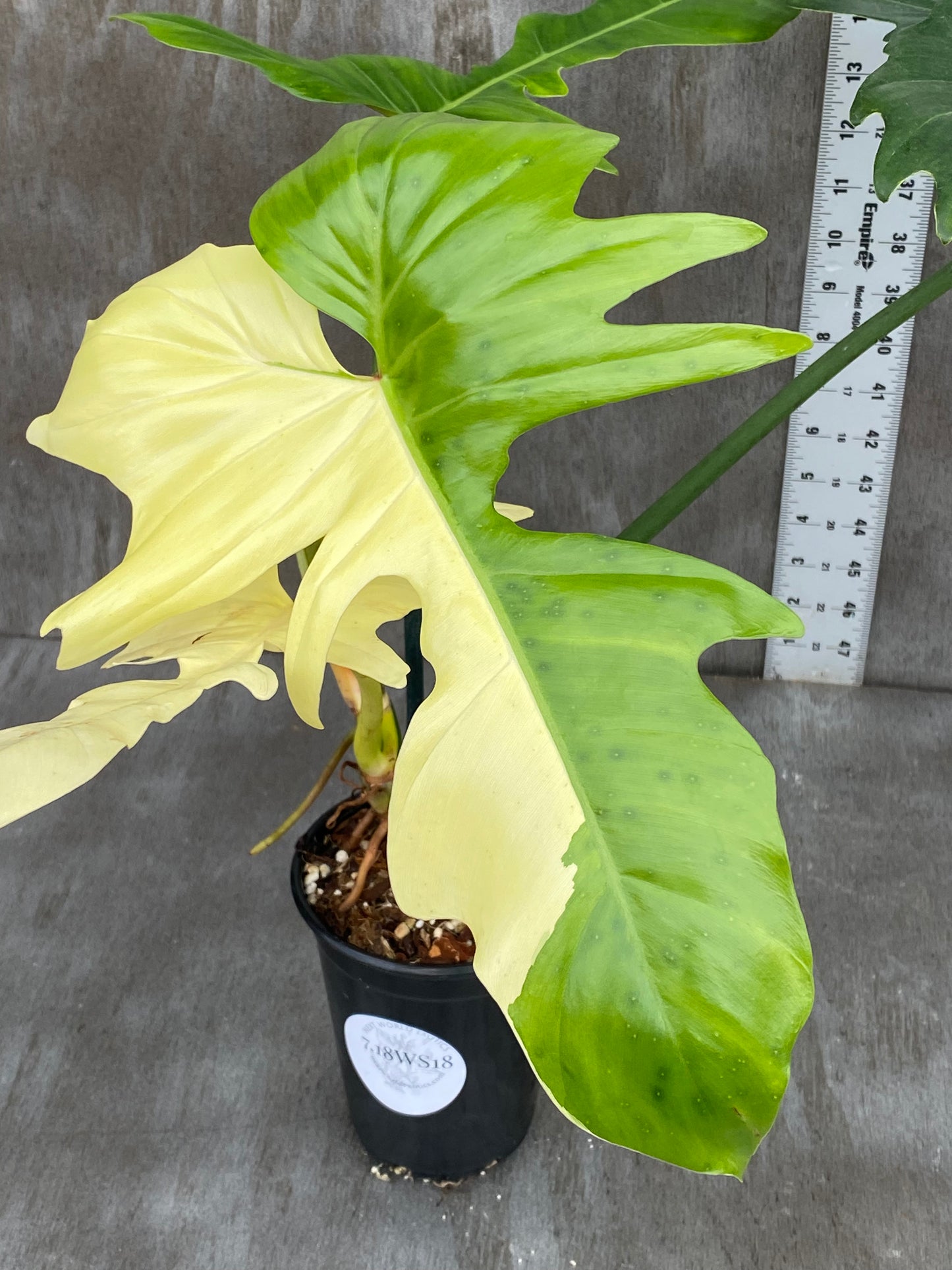 Philodendron Variegated Golden Dragon - Half Moon, perfect bars of color through stem!