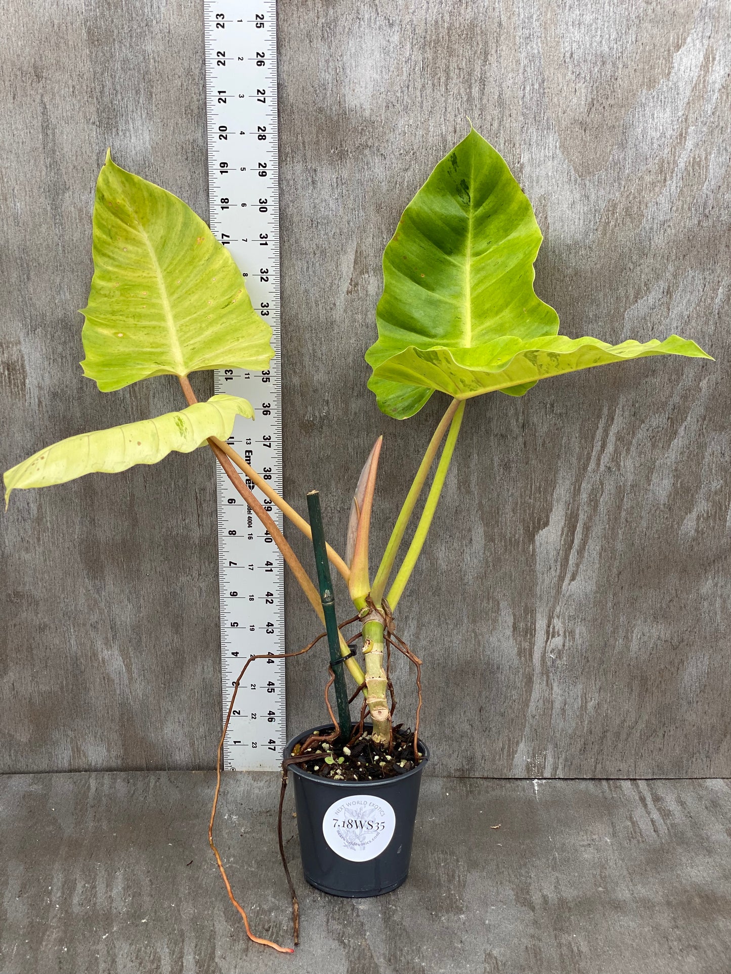 Philodendron Snow Drift