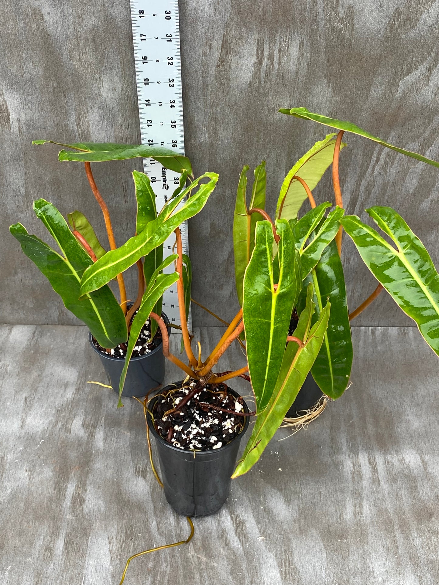 Grower’s Choice Philodendron Billietae