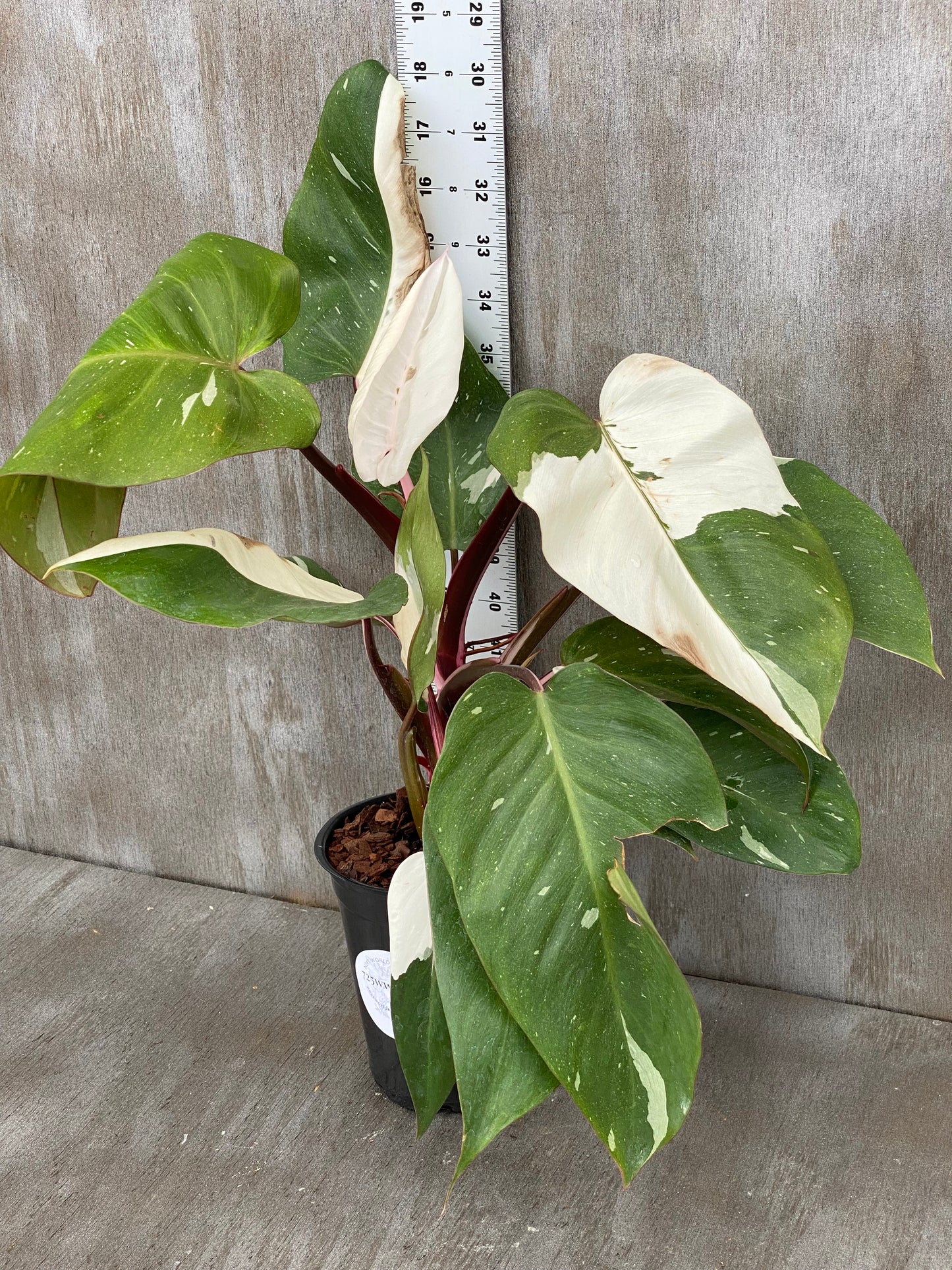 Philodendron Red Anderson - Bushy Mother Plant, with Pup!!!