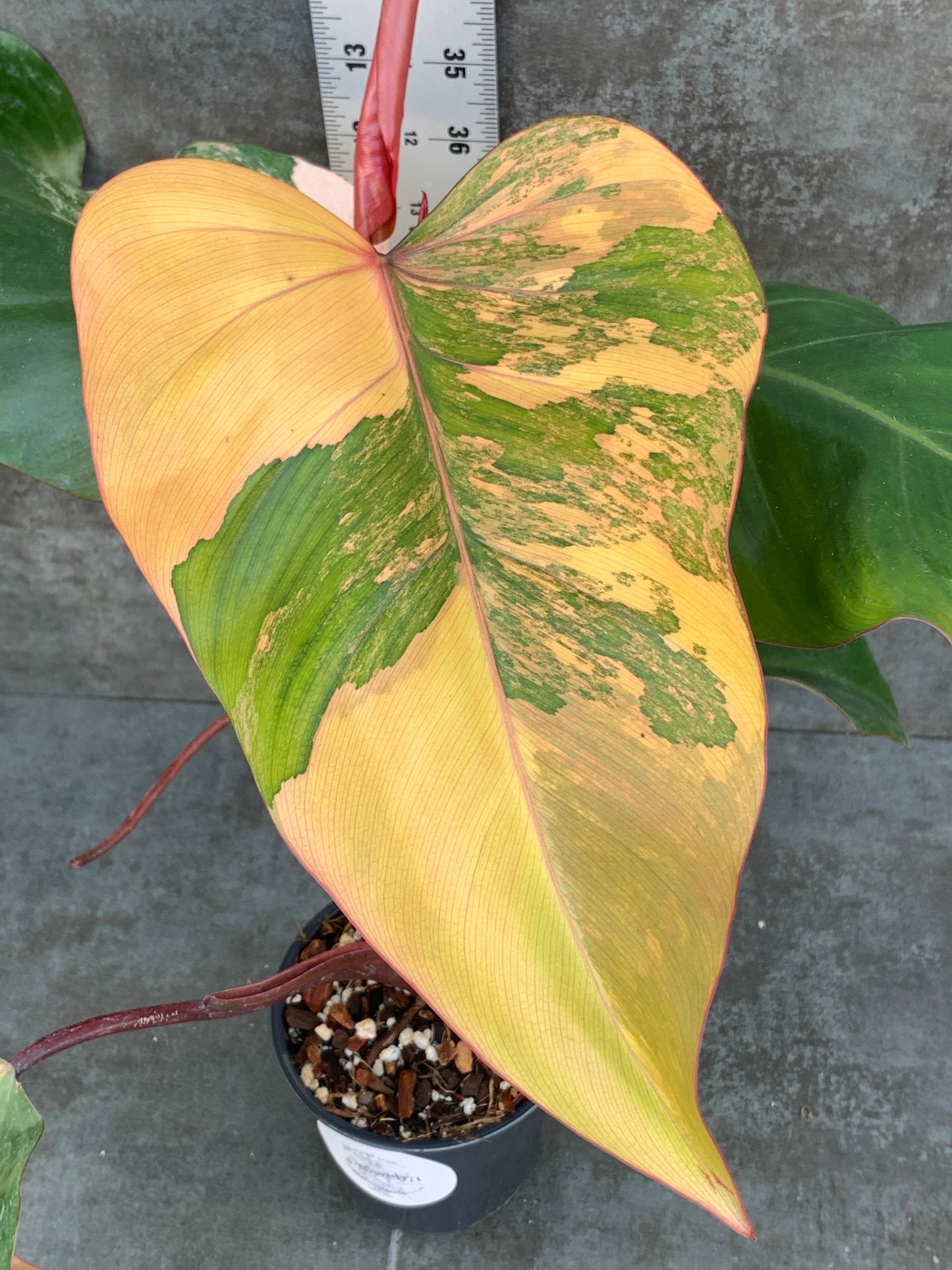 Philodendron Strawberry Shake - Painted Looking Color!