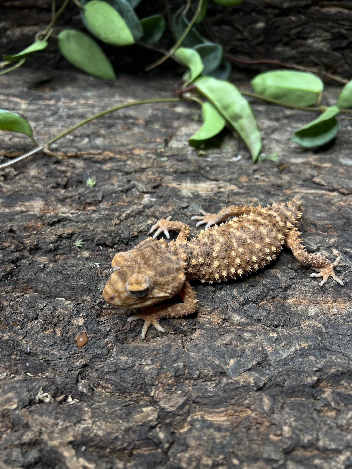 Nephrurus Amyae 1.1 Pair #2, featuring a close-up of a lizard on a log, showcasing its distinctive spikes and scales, ideal for reptile enthusiasts.