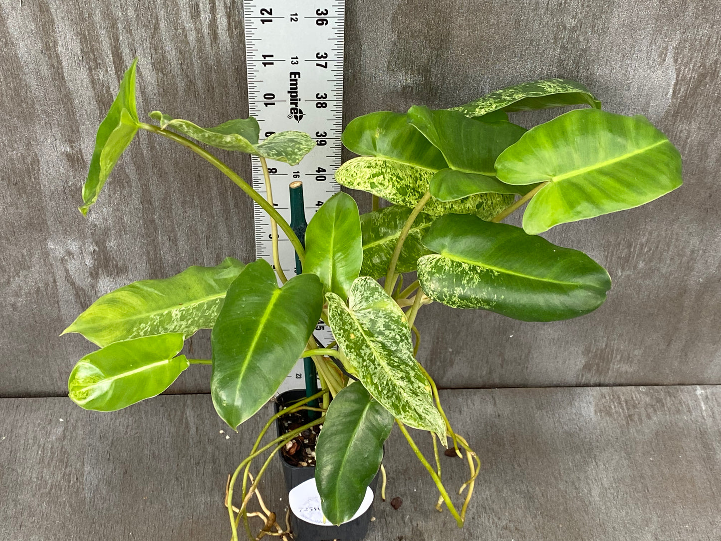 Philodendron Mint Burle Marx (Tons of Growth Points!)