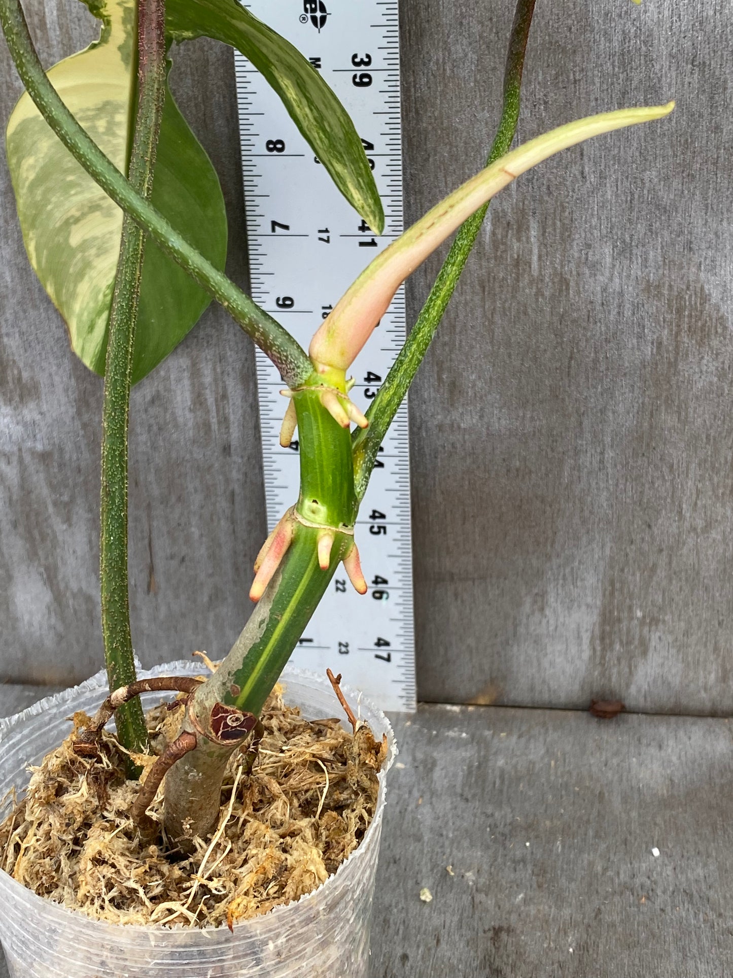 Philodendron Florida Beauty - Medium Size