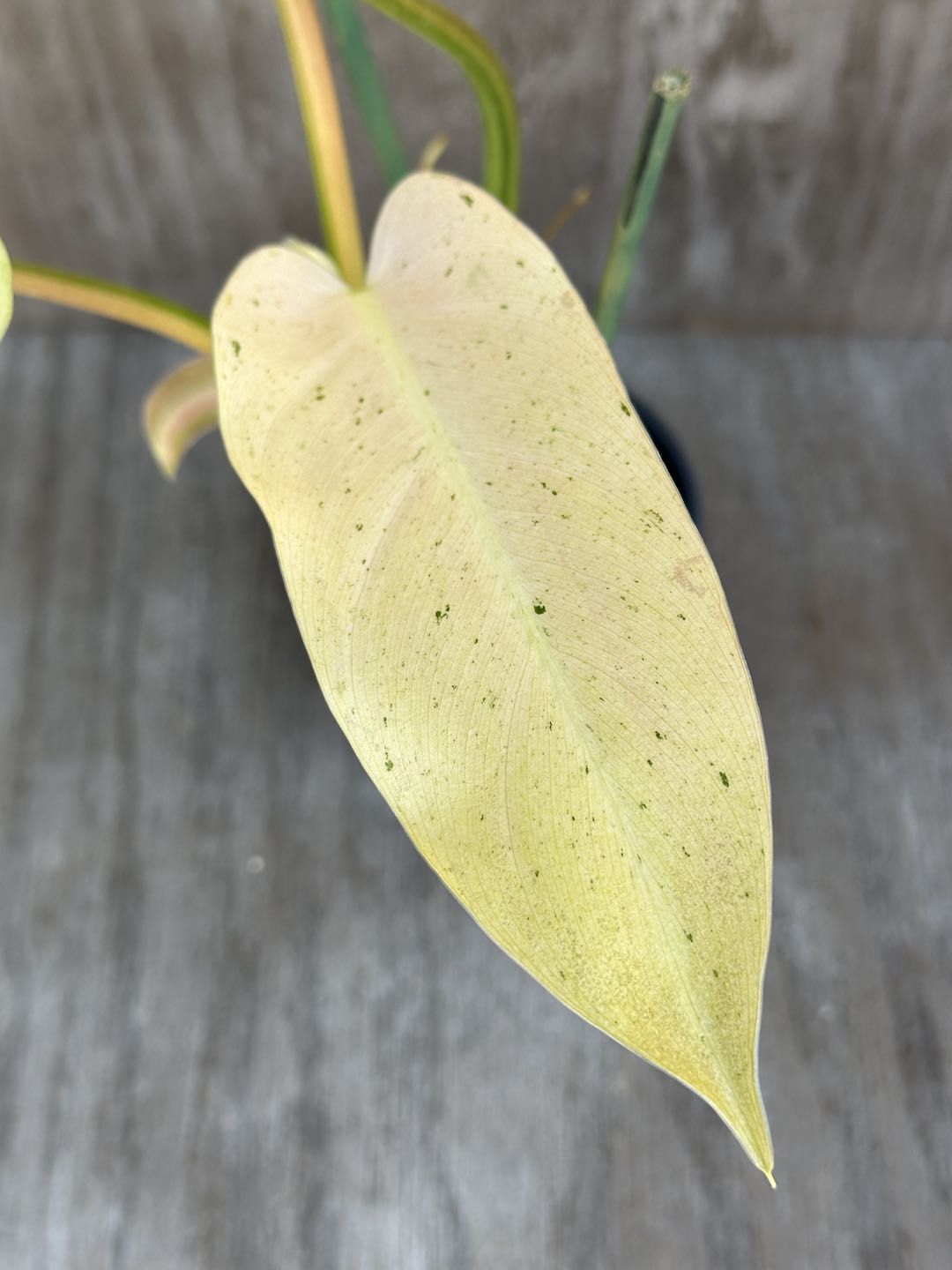 Close-up of Philodendron Domesticum cv. 'Whipple Way' leaf, showcasing its elongated, arrow-shaped structure with glossy texture.