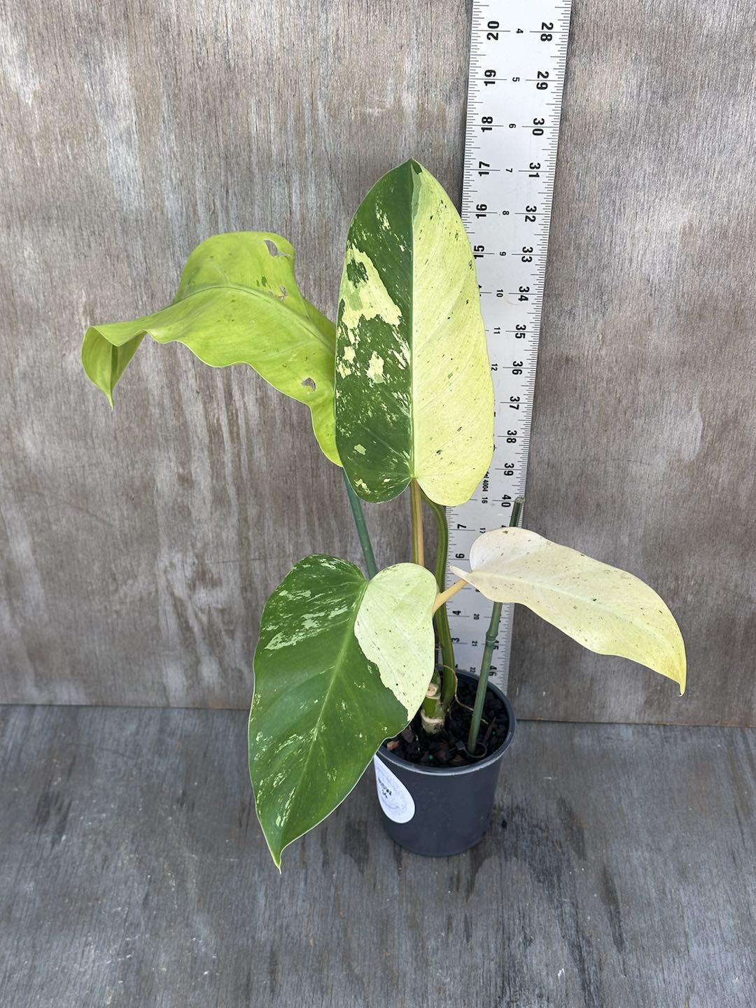 Philodendron Domesticum cv. 'Whipple Way' in a 4-inch pot, showcasing 8 elongated, glossy leaves with distinct mature characteristics.