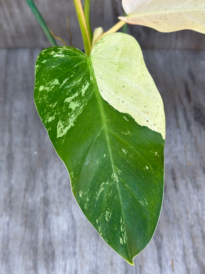 Close-up of a Philodendron Domesticum cv. 'Whipple Way' leaf showing its elongated, arrow-shaped form and smooth texture, growing in a 4-inch pot.