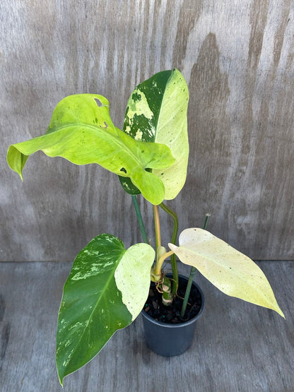 Philodendron Domesticum cv. 'Whipple Way' in a 4-inch pot with 8 mature, glossy, elongated leaves, showcasing its distinctive variegated foliage.