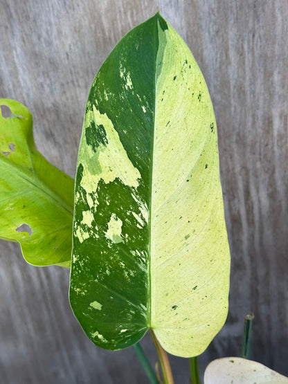 Philodendron Domesticum cv. 'Whipple Way' showing a close-up of its elongated, glossy green leaf with distinctive texture, growing in a 4-inch pot.