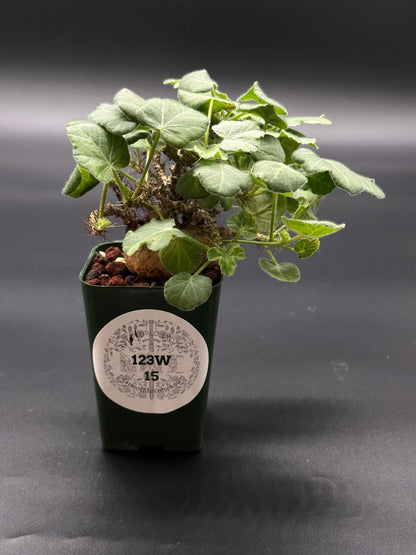 Jatropha Marginata in a 2.25-inch pot, showcasing lush foliage. Featured by Next World Exotics, specializing in rare variegated tropical houseplants.