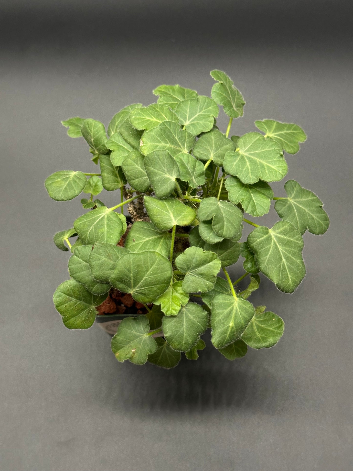 Jatropha Marginata in a 2.25-inch pot, showcasing lush green leaves, ideal for collectors of variegated tropical houseplants from Next World Exotics.