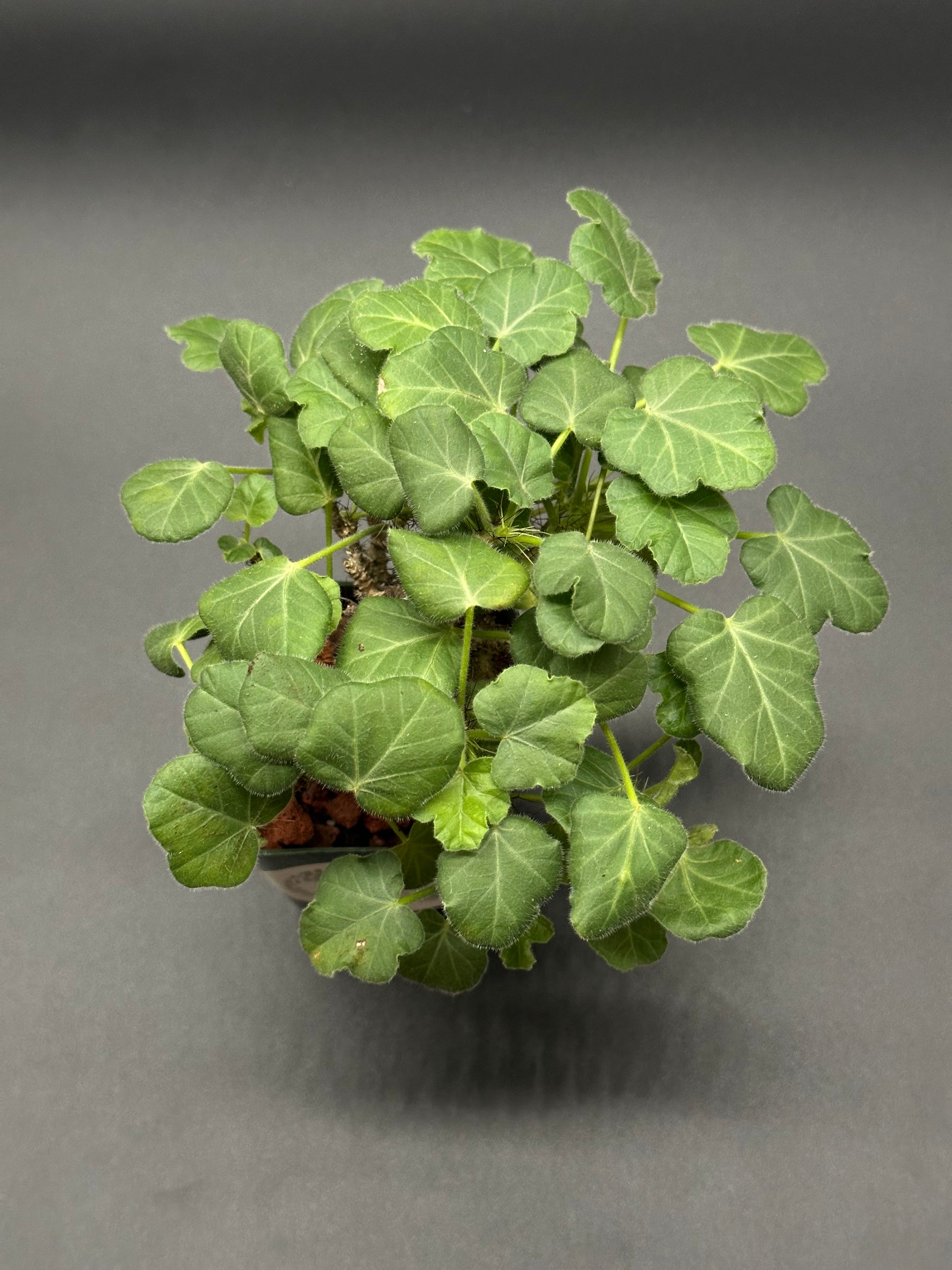 Jatropha Marginata in a 2.25-inch pot, showcasing lush green leaves, ideal for collectors of variegated tropical houseplants from Next World Exotics.