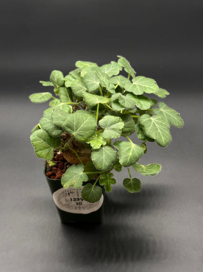 Jatropha Marginata in a 2.25-inch pot, showcasing its lush leaves. Perfect for collectors of variegated tropical houseplants from Next World Exotics.