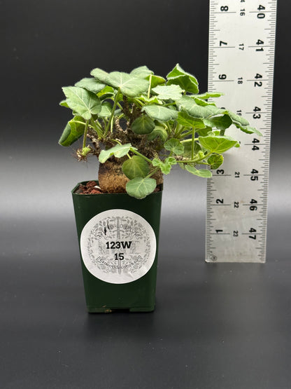 Jatropha Marginata in a 2.25-inch pot, shown beside a ruler for scale, highlighting its green leaves and compact growth suitable for indoor collections.