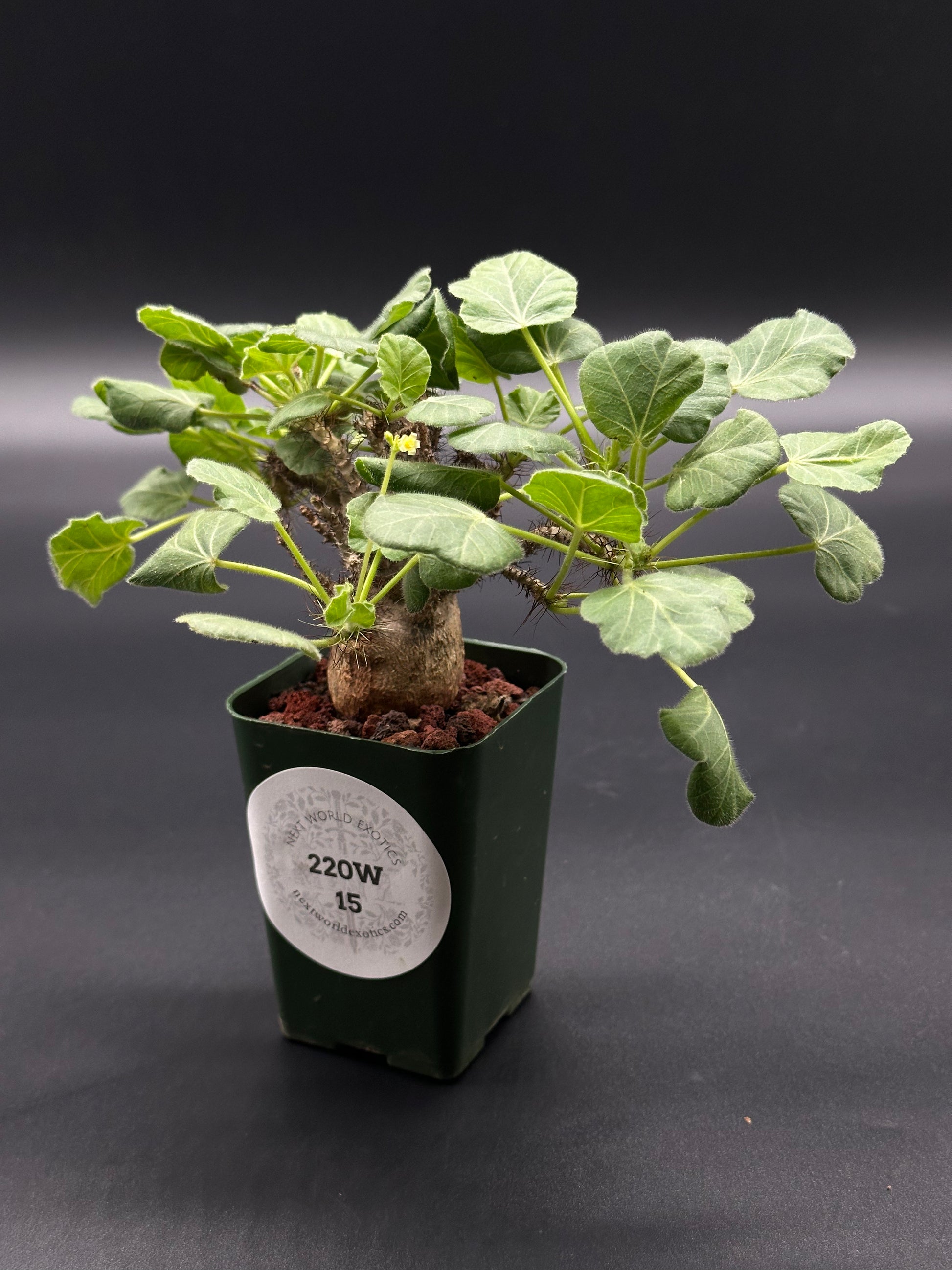 Jatropha Marginata in a 2.25-inch pot, showcasing lush green leaves, perfect for exotic houseplant enthusiasts seeking rare, variegated tropical species.