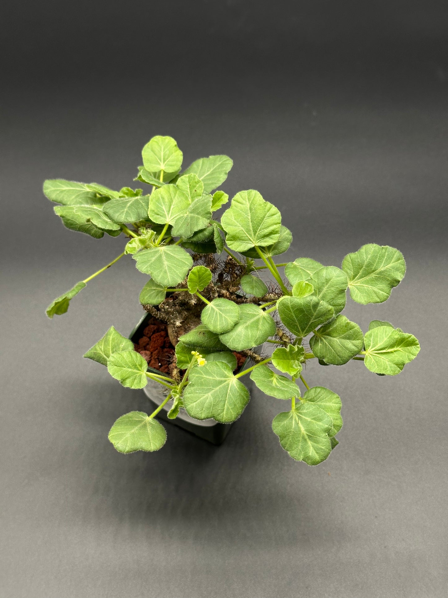 Jatropha marginata in a 2.25-inch pot, showcasing close-up views of its unique leaves, offered by Next World Exotics, experts in exotic houseplants.