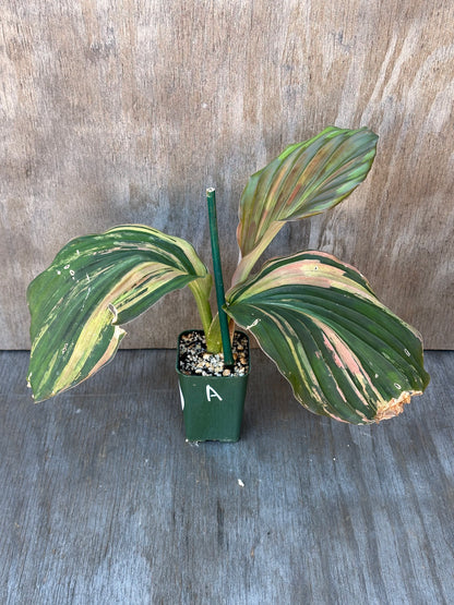 Kaempferia Pulchra Pink Variegated in a 4-inch pot, showcasing stunning striped leaves, ideal for tropical houseplant enthusiasts from Next World Exotics.