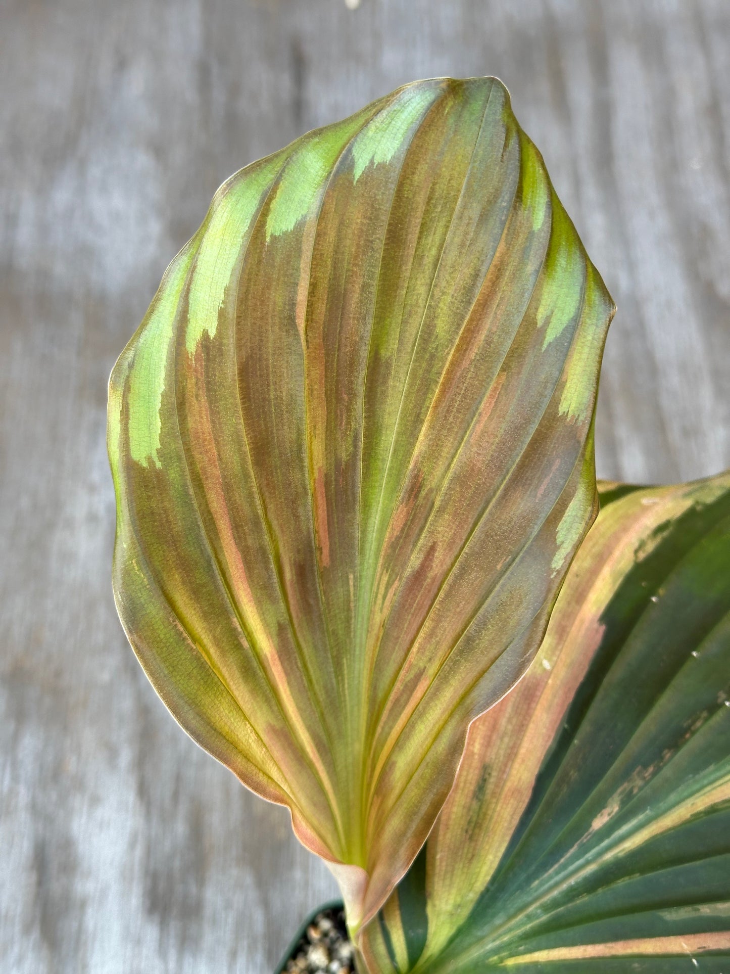 Close-up of Kaempferia Pulchra Pink Variegated leaves, showing intricate striped patterns, in a 4-inch pot, ideal for exotic plant collectors.