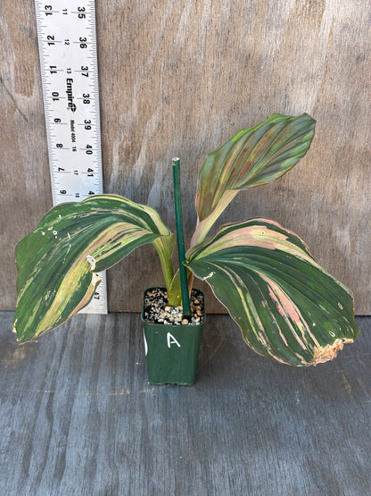 Kaempferia Pulchra Pink Variegated in a 4-inch pot, showcasing distinctive striped variegation, ideal for tropical houseplant enthusiasts from Next World Exotics.