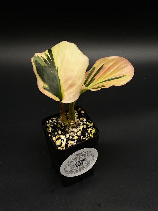 Kaempferia Pulchra Pink/White (130W031)⭐️, small potted houseplant with variegated cream-to-pale pink leaves and dark-green patches, in black nursery pot with perlite.