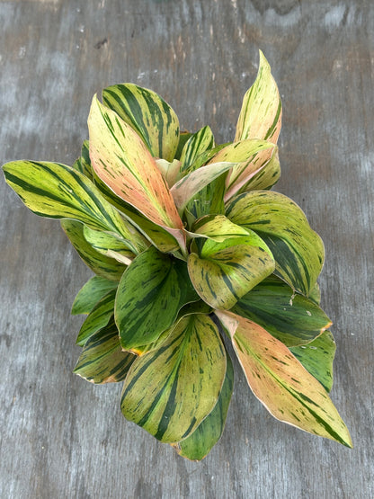 Kaempferia Pulchra Variegated