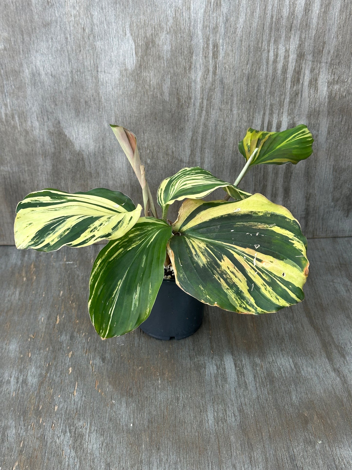 Kaempferia Pulchra Variegated (103W44) in a pot with distinct green and yellow variegated leaves. A rare tropical houseplant perfect for collectors.