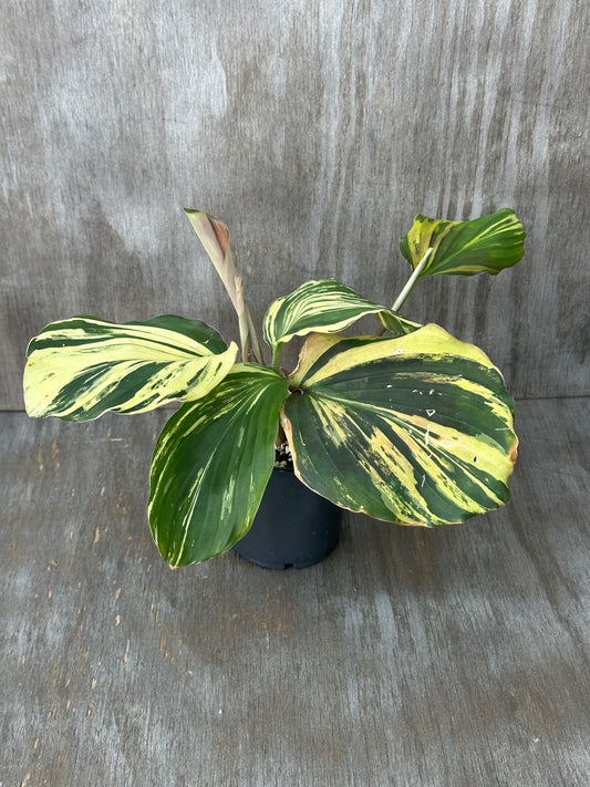 Kaempferia Pulchra Variegated (103W44) in a pot with distinct green and yellow variegated leaves. A rare tropical houseplant perfect for collectors.