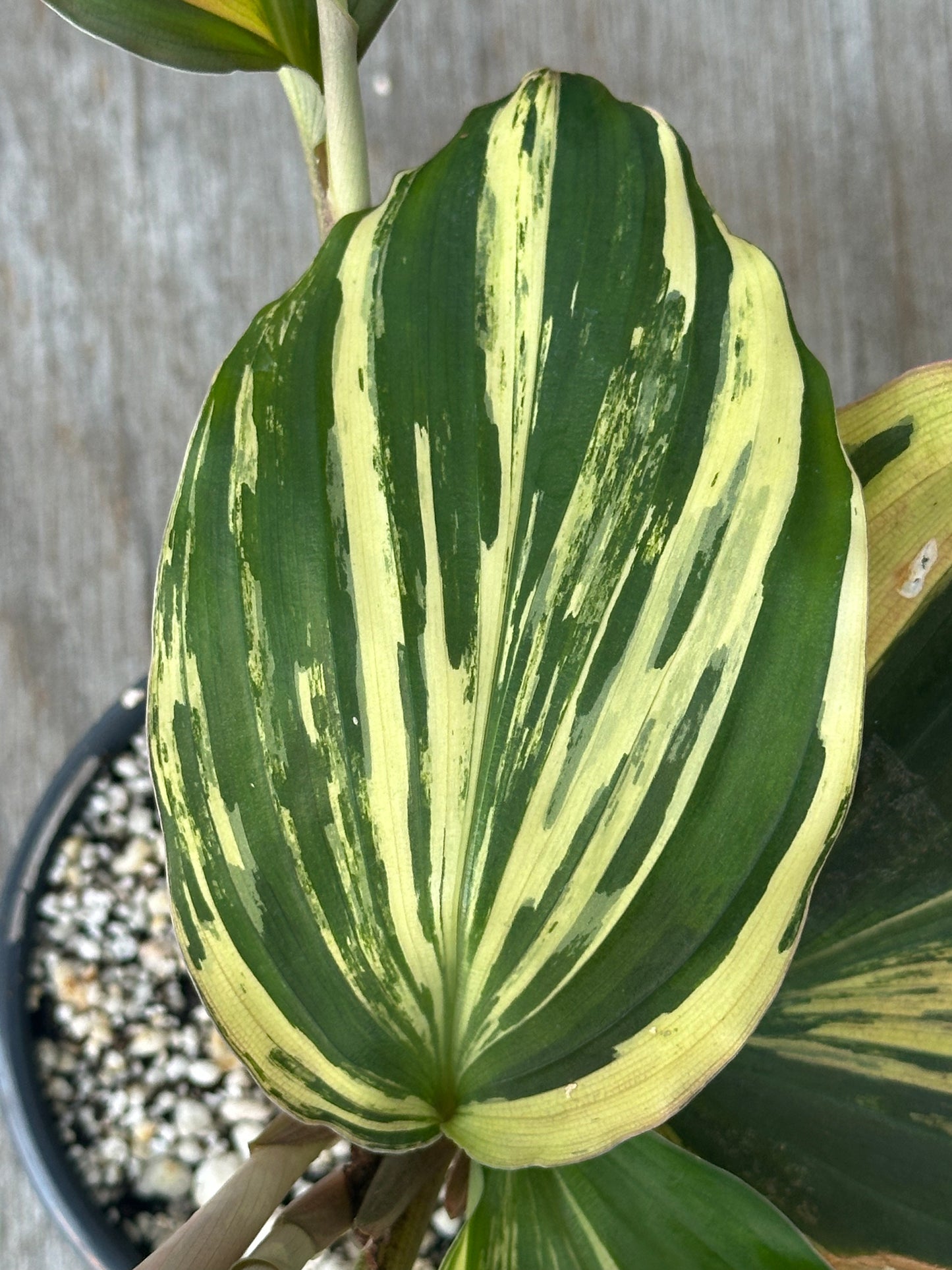 Kaempferia Pulchra Variegated (103W44) close-up, showcasing its distinctive green and white variegated leaves, perfect for houseplant enthusiasts and collectors.