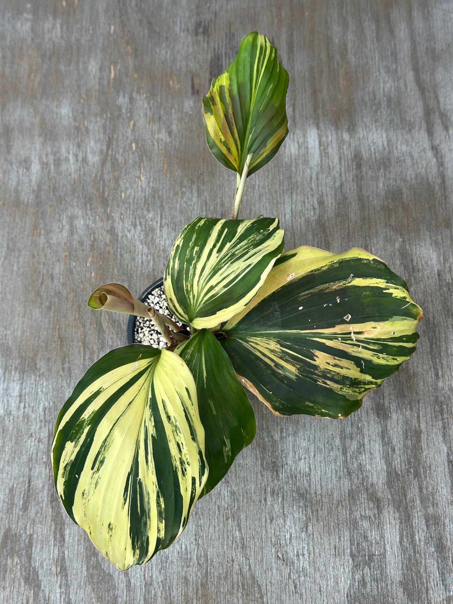 Kaempferia Pulchra Variegated (103W44) in a pot, showcasing its distinctive green and white variegated leaves, perfect for exotic houseplant collections.