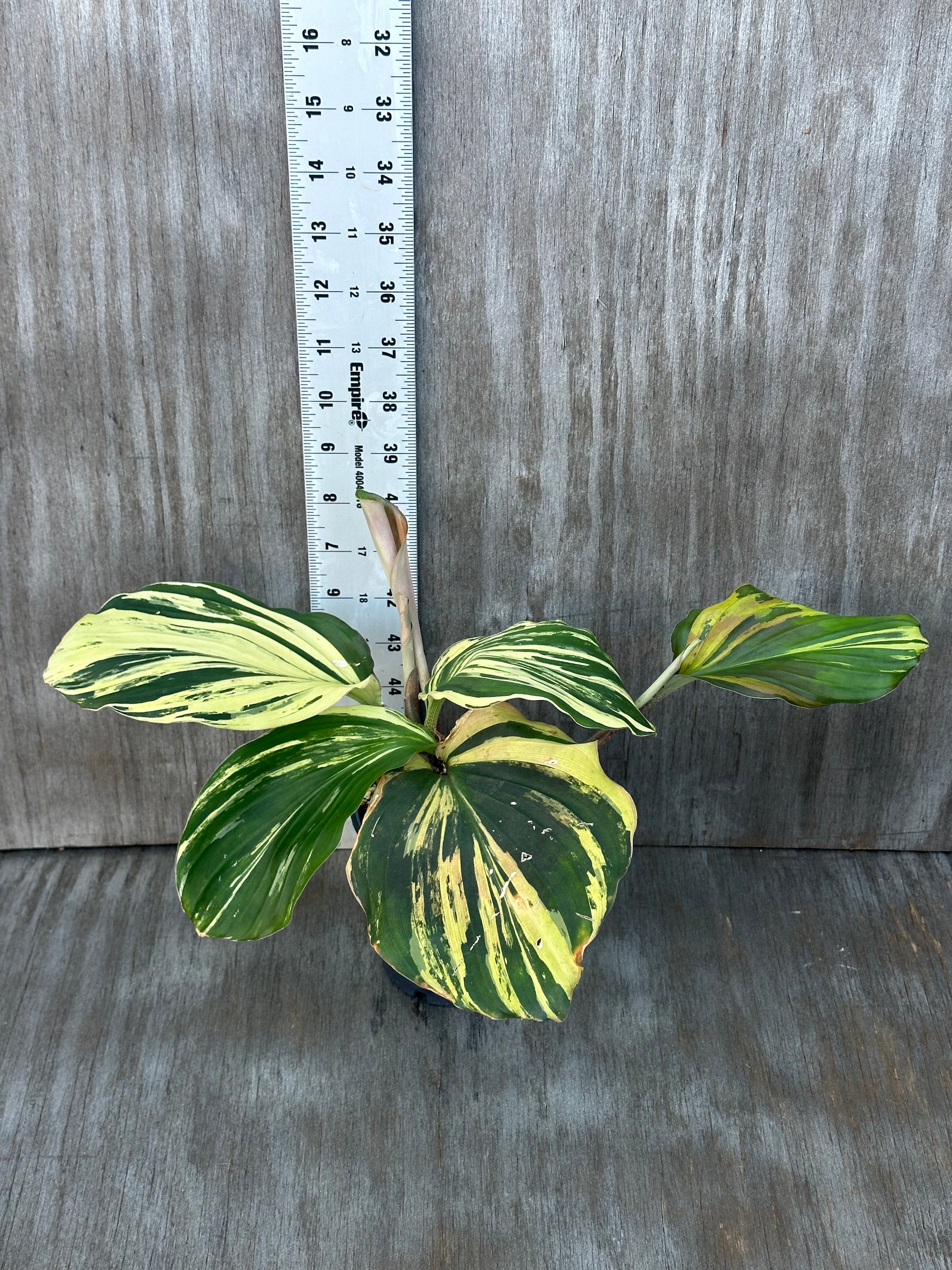 Kaempferia Pulchra Variegated (103W44) plant with distinctive yellow and green leaves in a pot, showcased by Next World Exotics for rare plant enthusiasts.