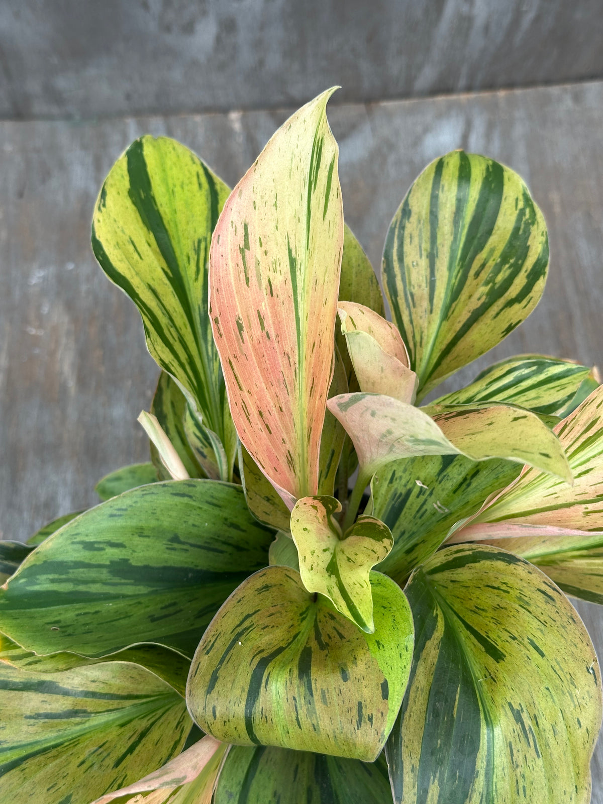 Kaempferia Pulchra Variegated